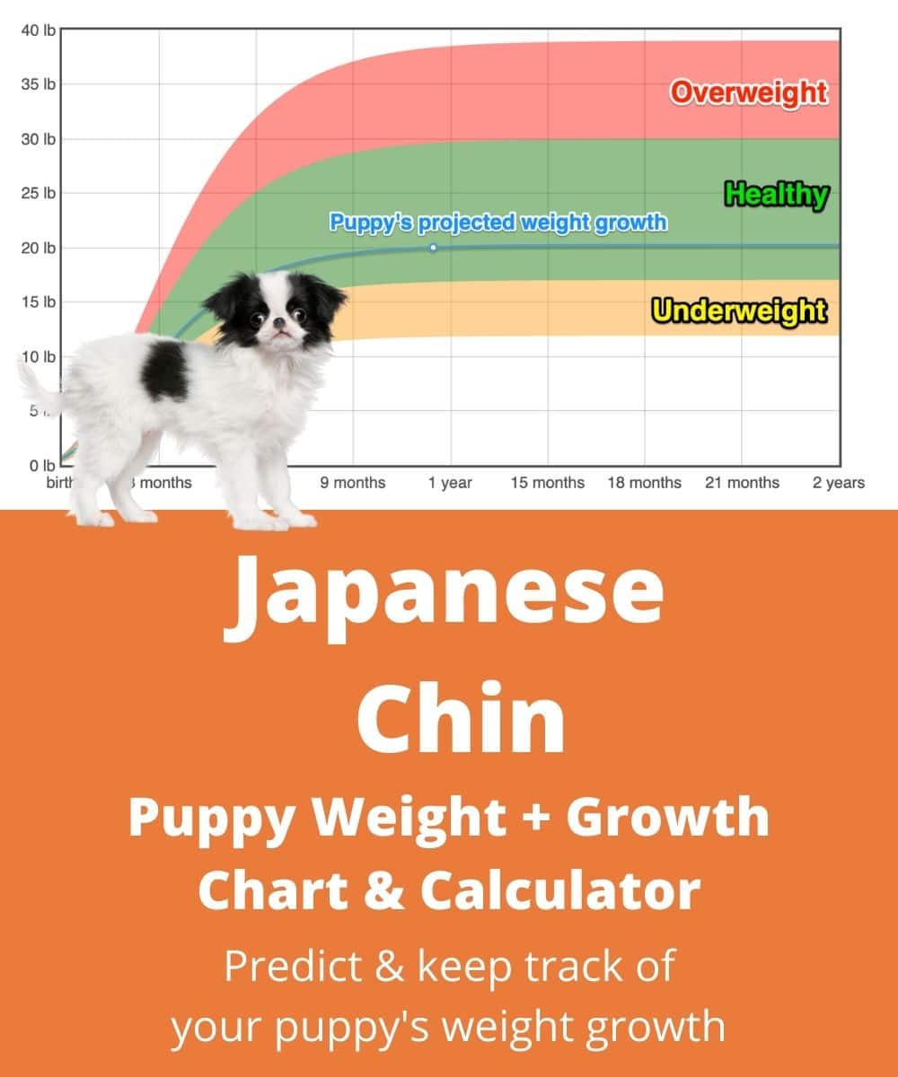 Japanese Chin Weight+Growth Chart 2024 How Heavy Will My Japanese